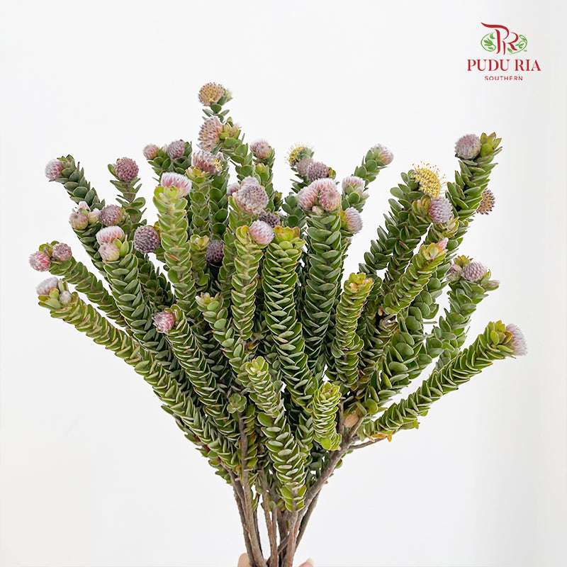 Buxifolia - (Per Bundle)