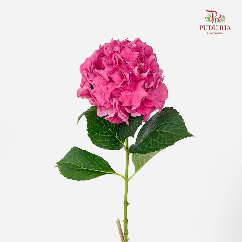 Hydrangea Dark Pink - (Per Stem)