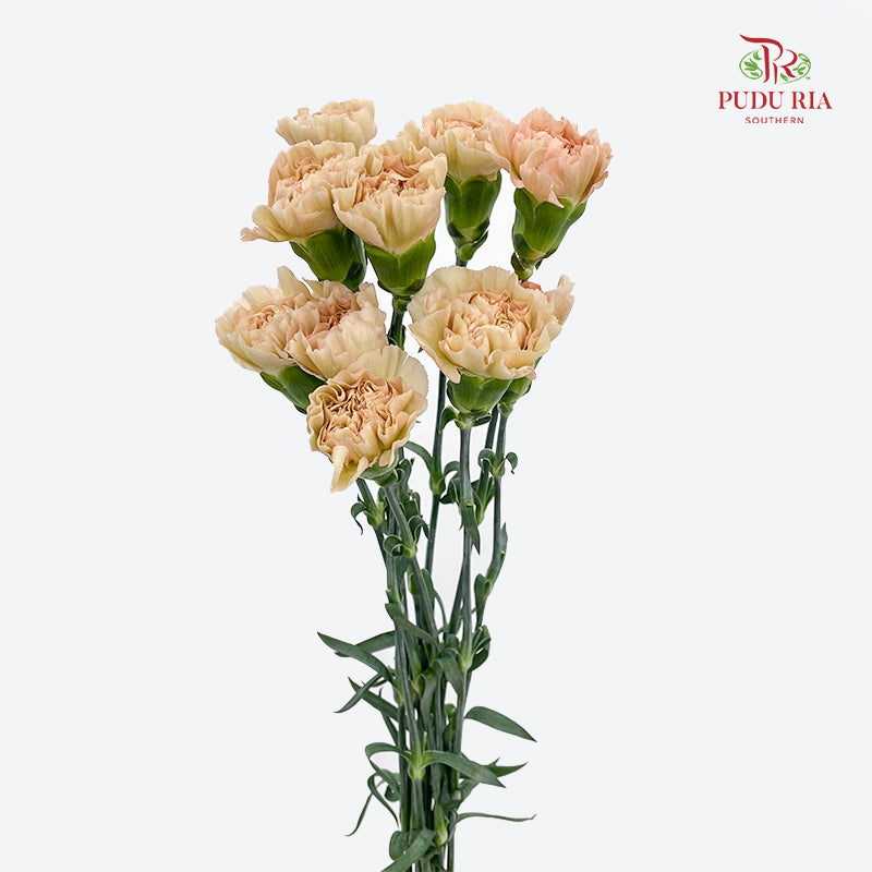 Carnation Pink / Brown 康乃馨 - (8-10 Stems)