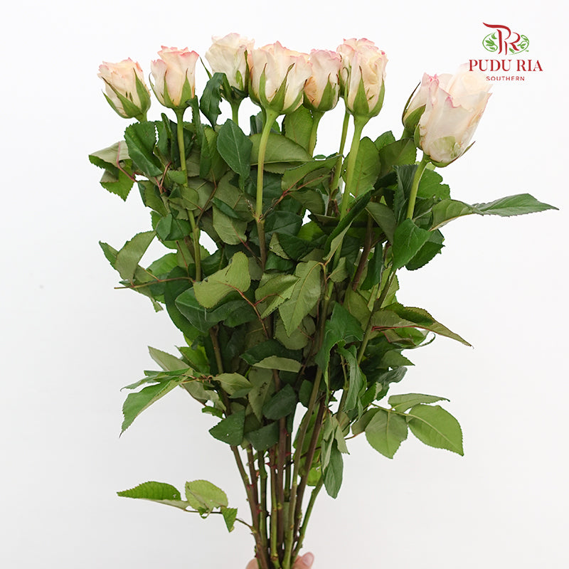 Rose Cynthia - (8-10 Stems)