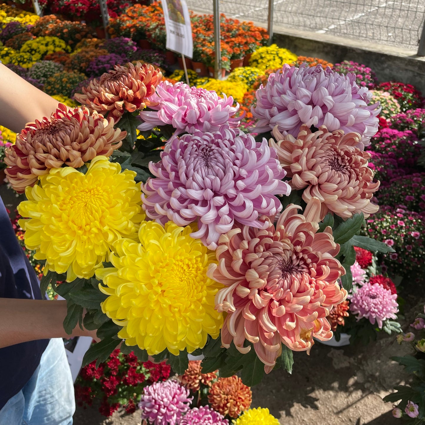 Chrysanthemum Disbud Mum Mix 菊花