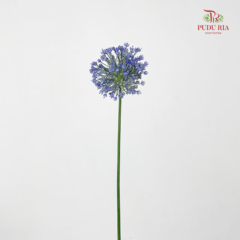 Allium Blue Perfume 葱花蓝色香水 - (5 Stems)