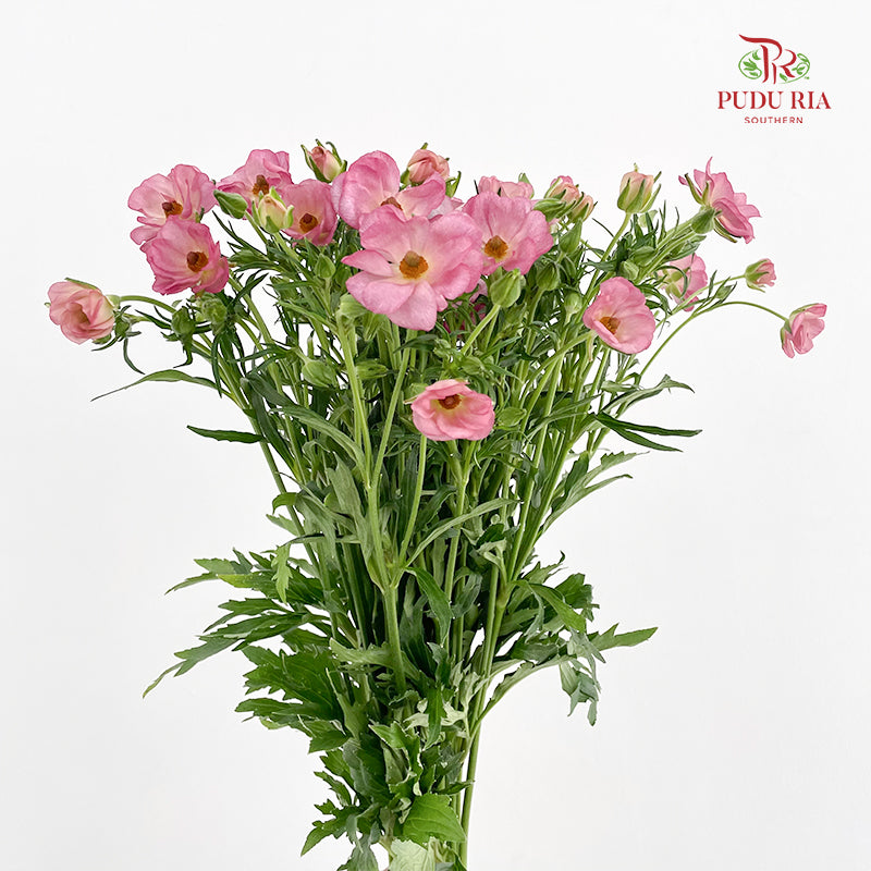Ranunculus Butterfly Pink - (Per Bundle)