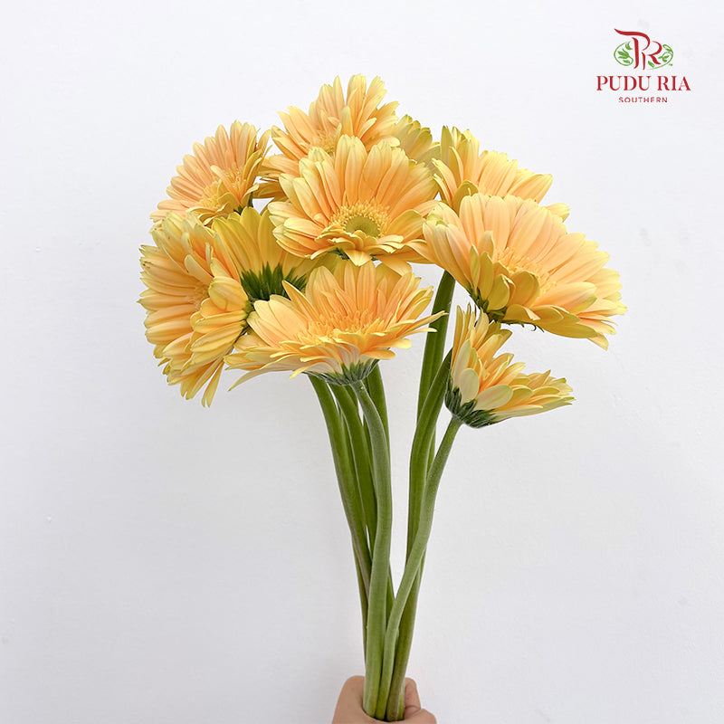 Gerbera Yellow - (8-10 Stems)