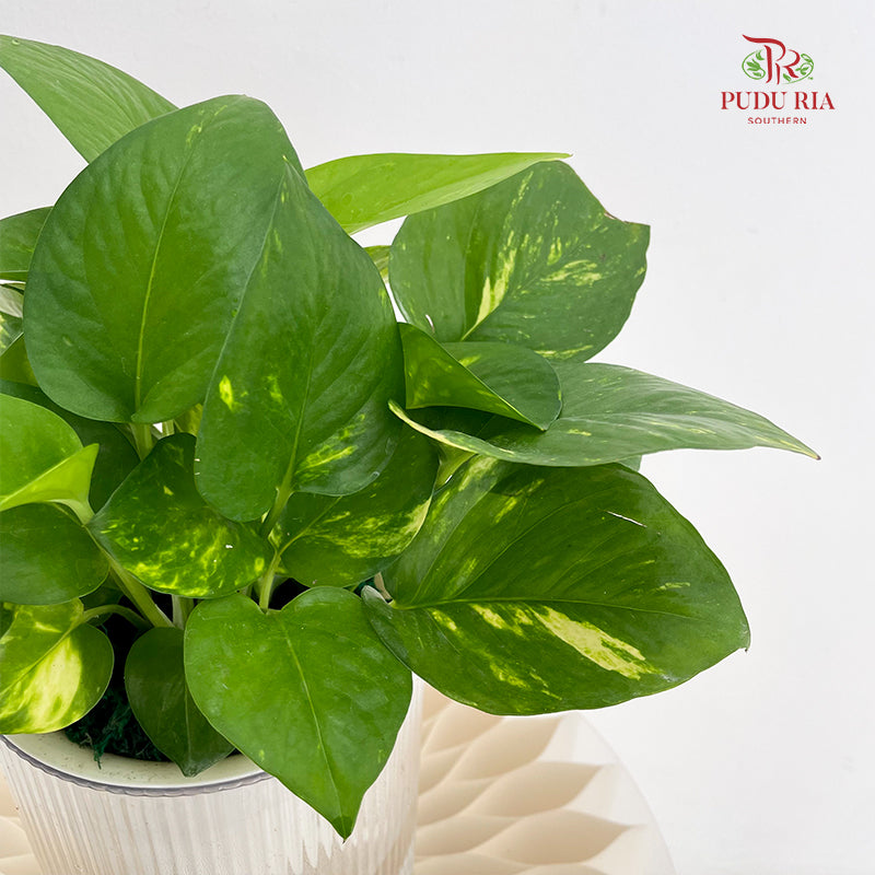 Hydro Money Plant