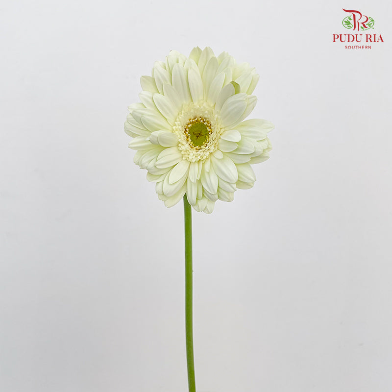 Gerbera White Green Heart - (8-10 Stems)