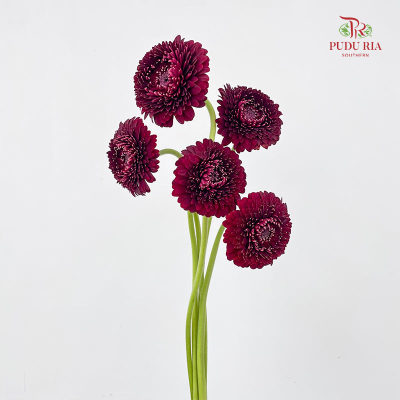 Gerbera Pomponi Mini Black Pearl - (5 Stems)