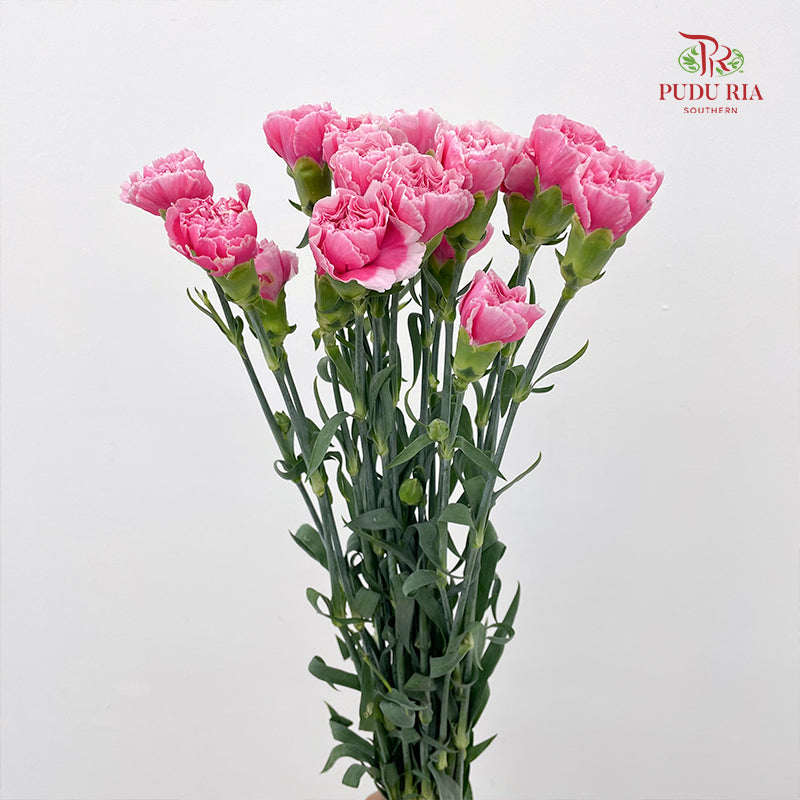 Carnation Pink / White 康乃馨 - (18-20 Stems)