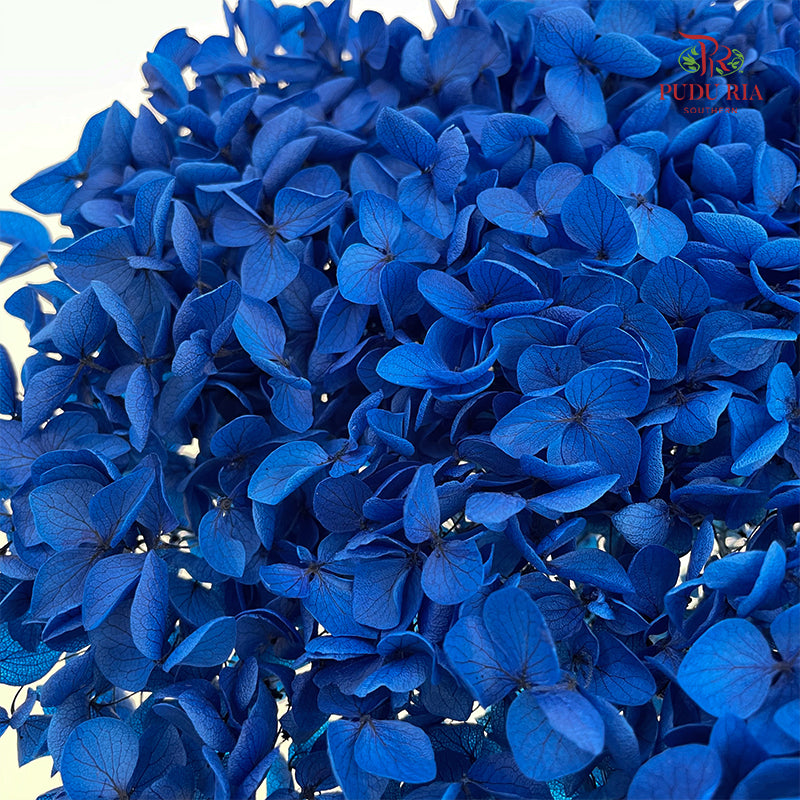 Preservative Hydrangea - Dark Blue / Per Stem