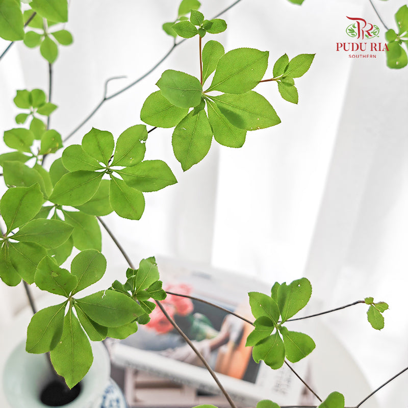 Enkianthus Perulatus 日本吊钟 - (Per Stem)