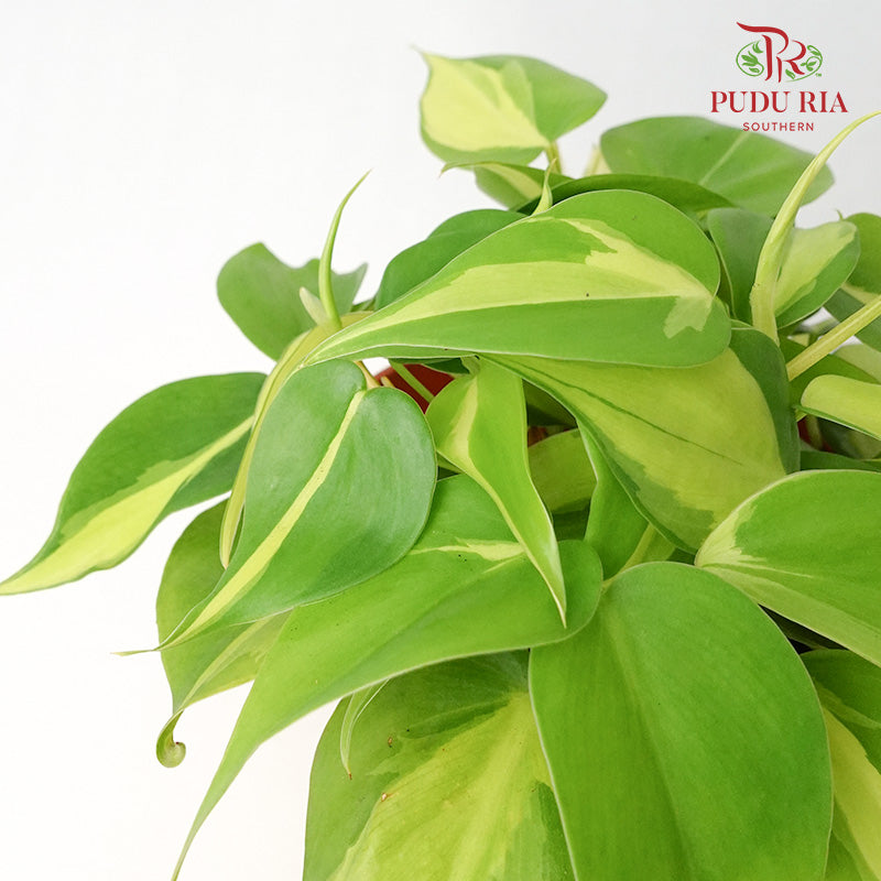 Philodendron Brasil - Pudu Ria Florist Southern