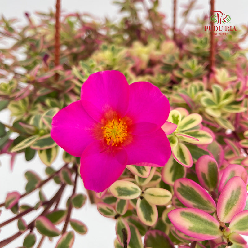 Portulaca Oleracea Variegata P150