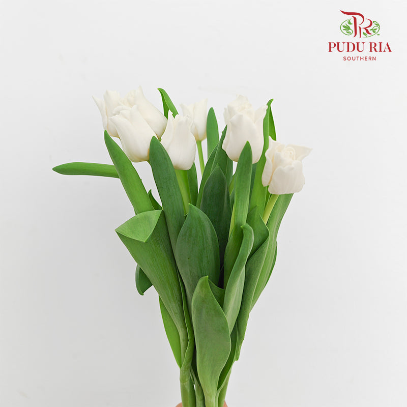 Tulip White Liberstar - (8-10 Stems)