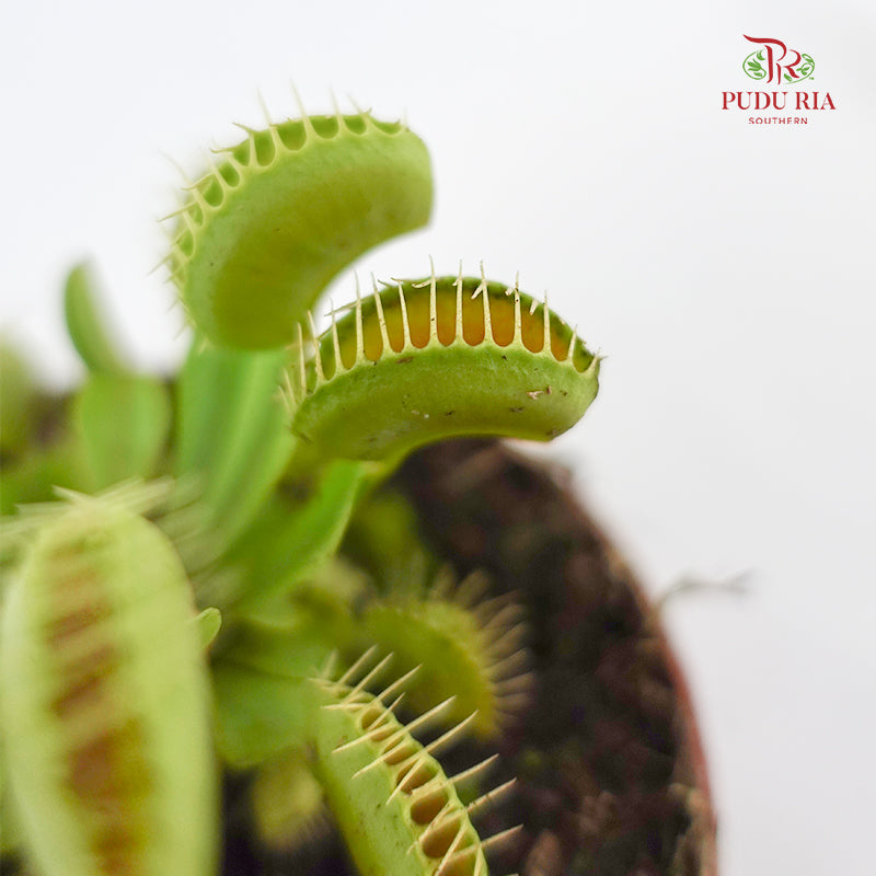 Venus Flytrap Dionaea Muscipula