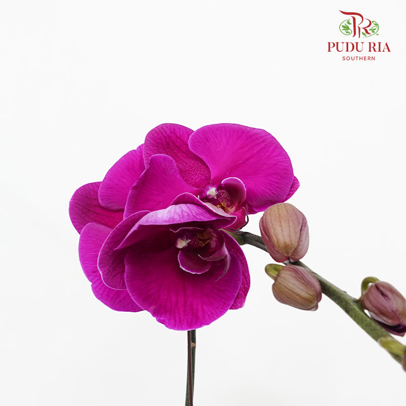 Phalaenopsis Orchid Purple Big Single Stem #4