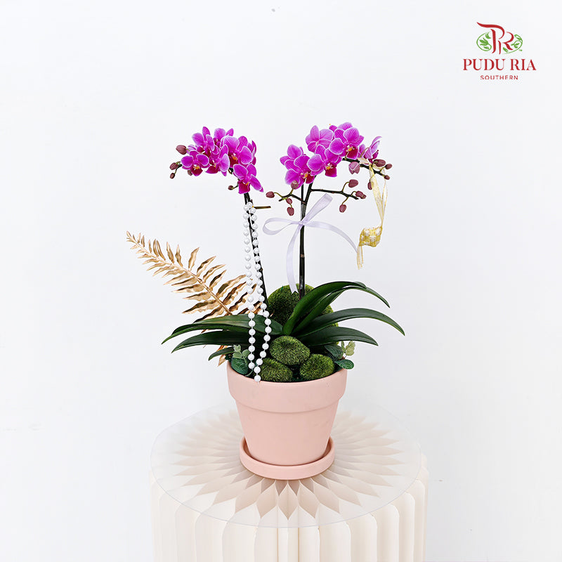 Hari Raya Arrangement - Phalaenopsis Orchid