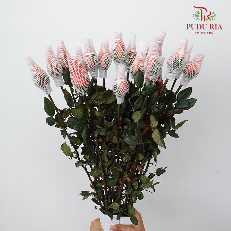 Rose Movie Star-B - (19-20 Stems)