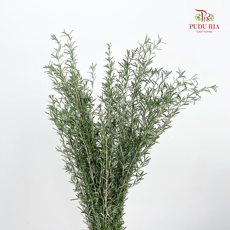 Rosmarinus Leaf 迷迭香 - (Per Bundle)
