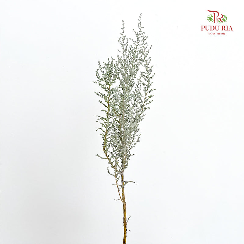 Stoebe Plumosa 帚鼠曲属 - (Per Bundle)