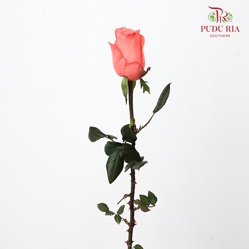 Rose Movie Star-B - (9-10 Stems)