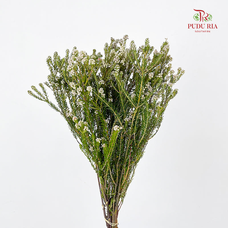 Cotton Bush (Phylica) - (Per Bundle)