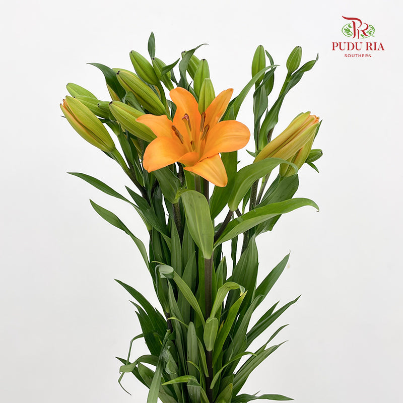 Tiger Lily Light Orange - (5 Stems)