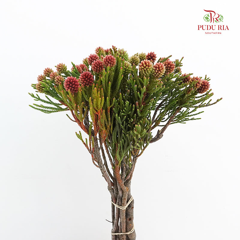 Nebelia Cluster Star - (Per Bundle)