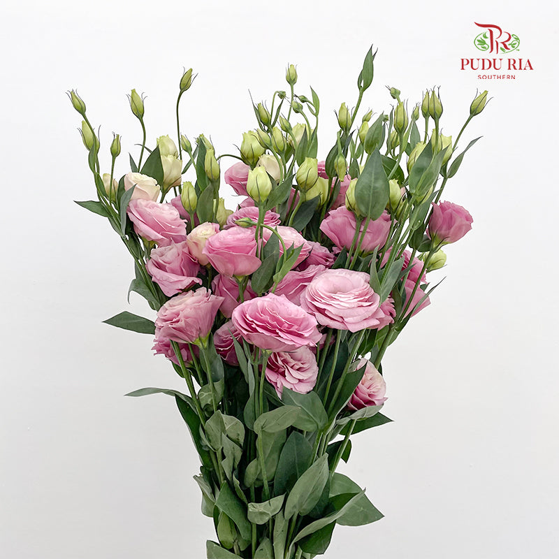 Eustoma Pink - (12-15 Stems)