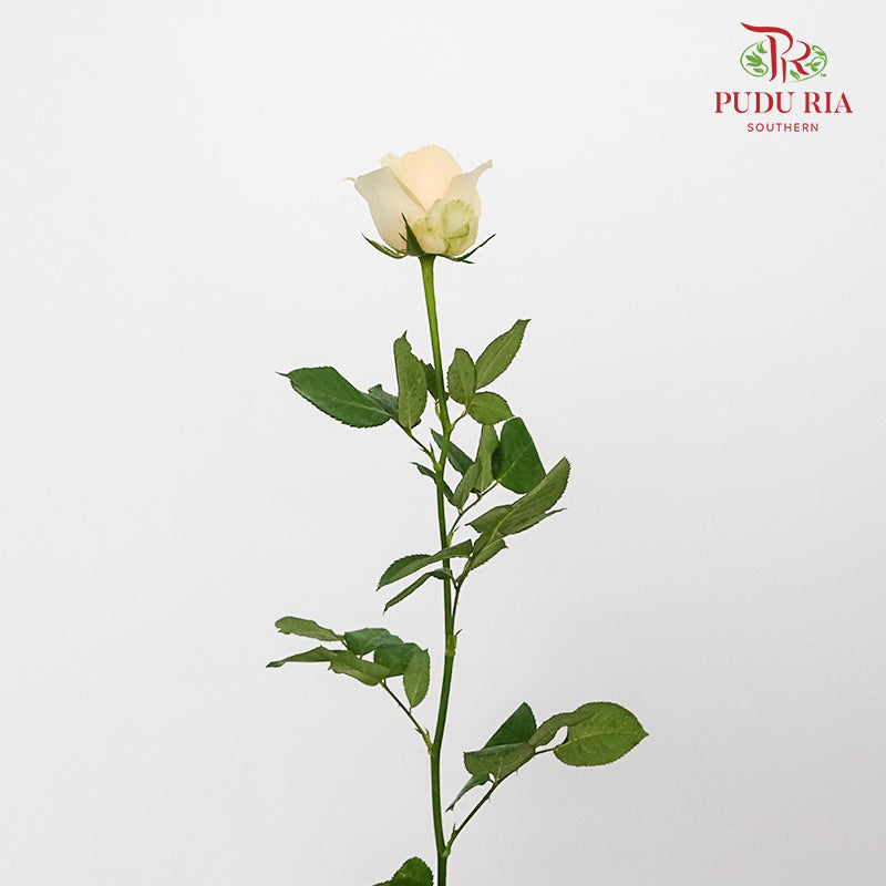 Rose Champagne (19-20 Stems) - Pudu Ria Florist Southern