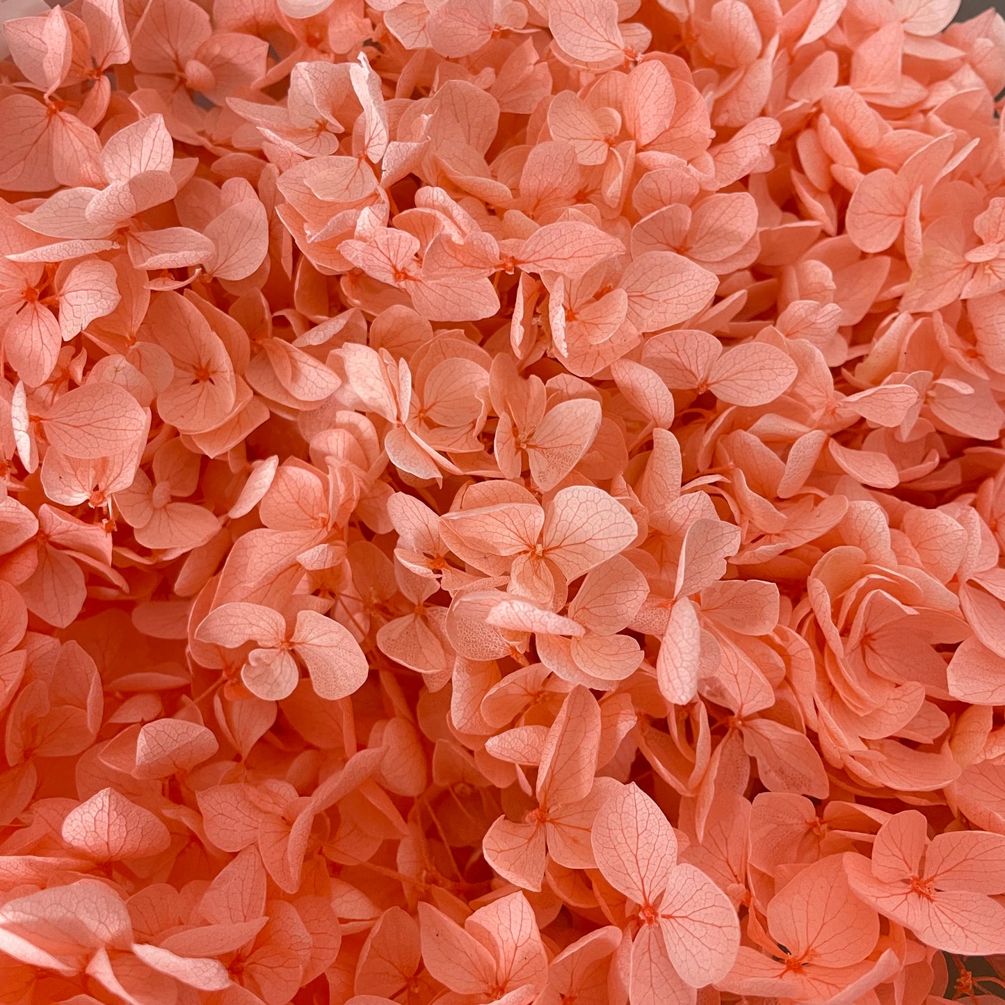 Preservative Hydrangea - Coral / Per Stem