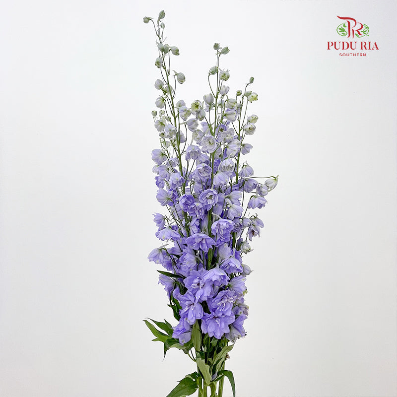 Delphinium Elatum Purple - (5 Stems)