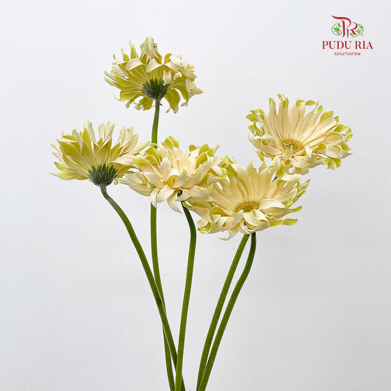 Gerbera Pasta Carbonara - (5 Stems)