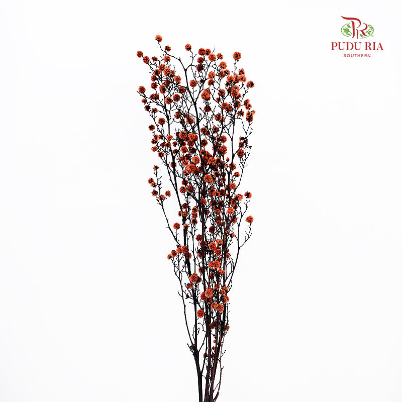 Dry Stirlingia - Light Orange