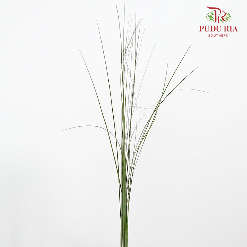Steel Grass - Pudu Ria Florist Southern