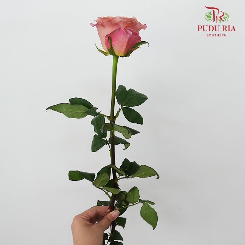 Rose Moab - (9-10 Stems)