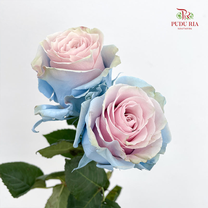 Rose Mondial Dyed Cinderella Star - (8-10 Stems)