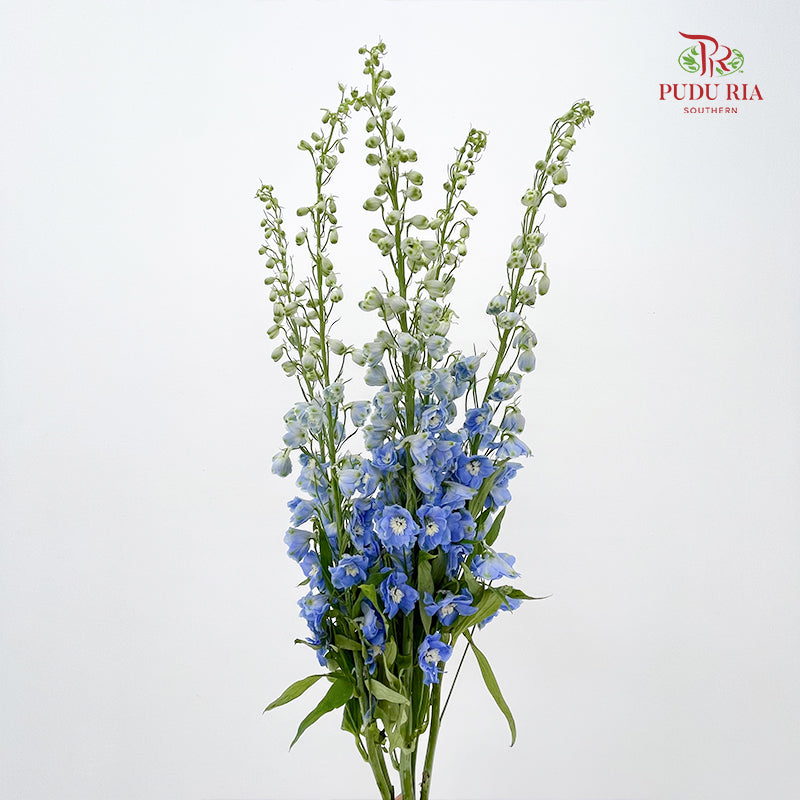 Delphinium Elatum Light Blue 浅蓝色飞燕草 - (5 Stems)