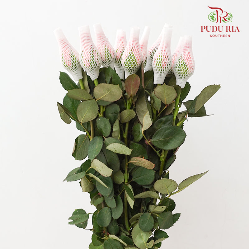 Rose Diana - (8-10 Stems)