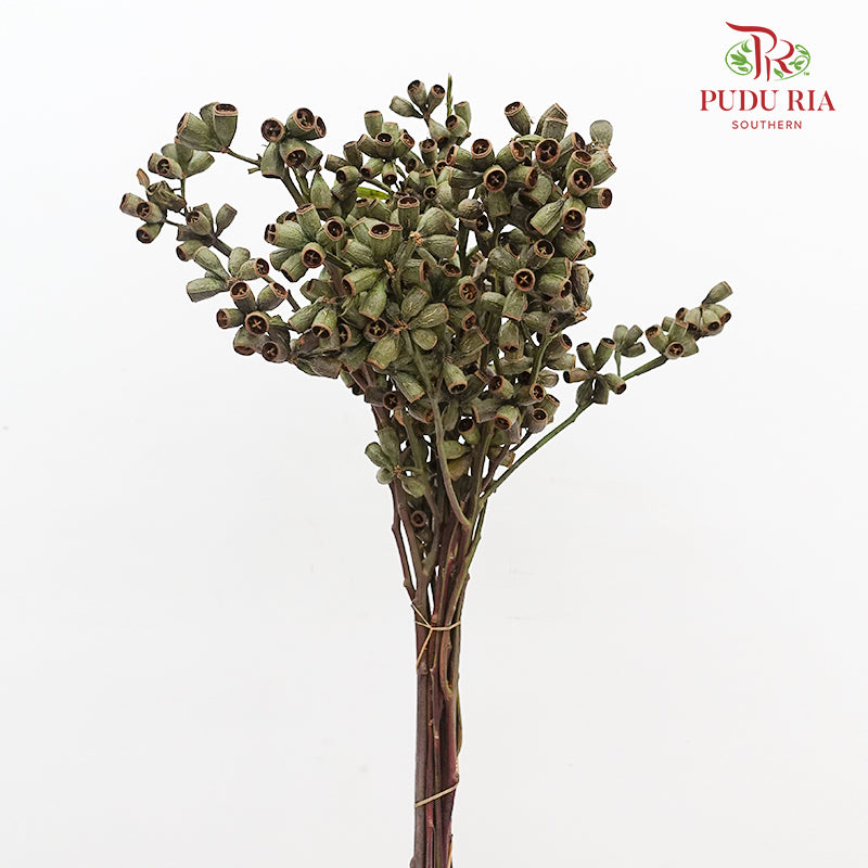 Bellgum (Ambernut Branches) 僵尸果 - (Per Bundle)