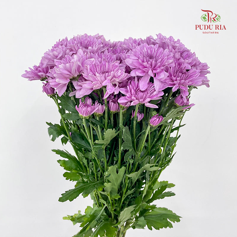 Chrysanthemum Pompom Soft Purple 1 - (10-12 Stems)
