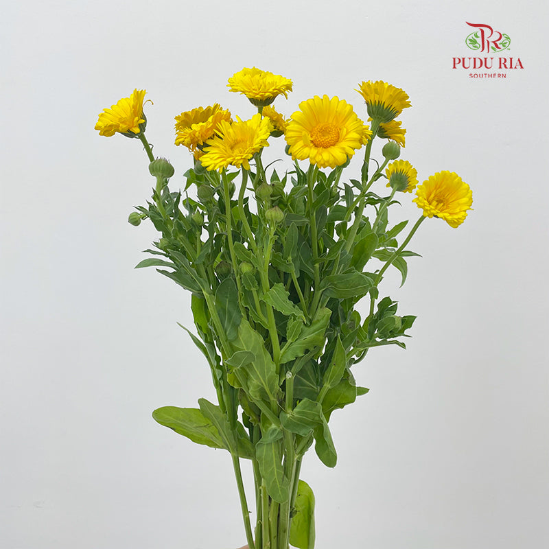 Marigold Yellow - (8-10 Stems)