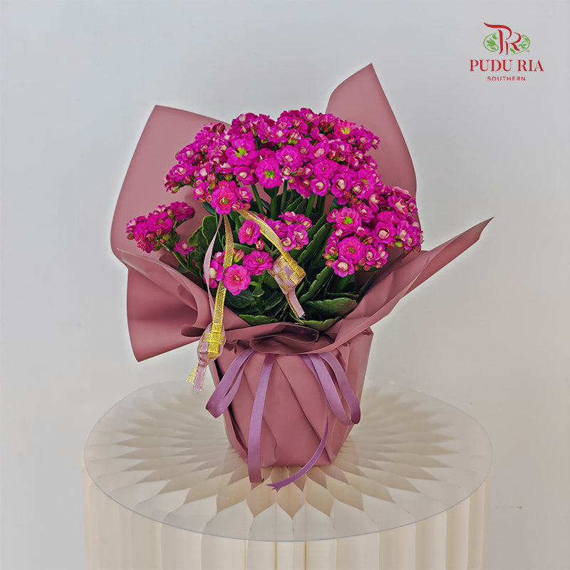 Hari Raya Arrangement - Kalanchoe