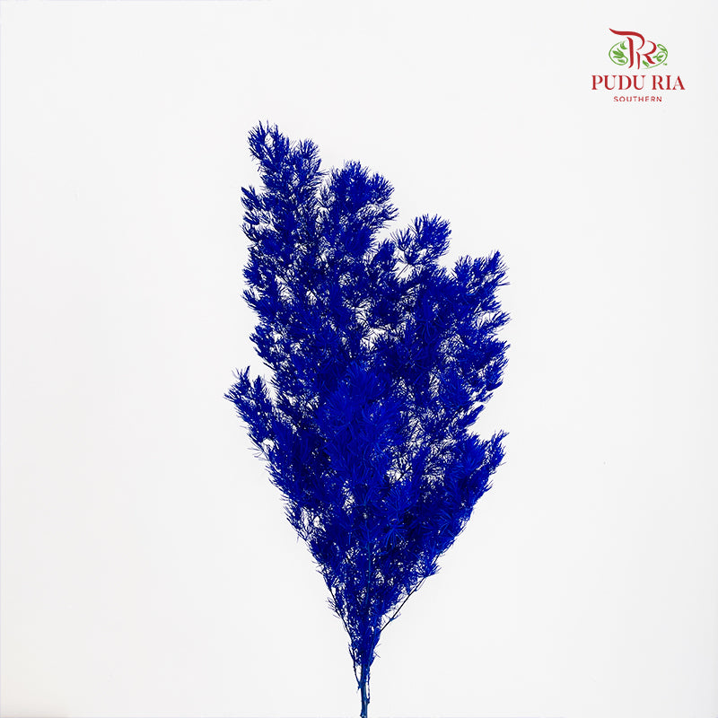Preservative Asparagus Fern Dark Blue