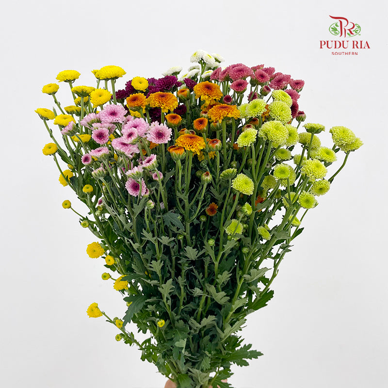Chrysanthemum Sugar Rush Santini / Calimero
