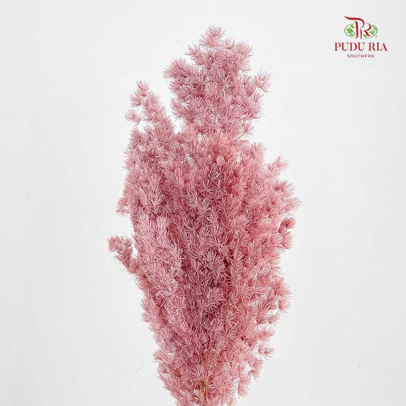 Preservative Asparagus Fern Lotus