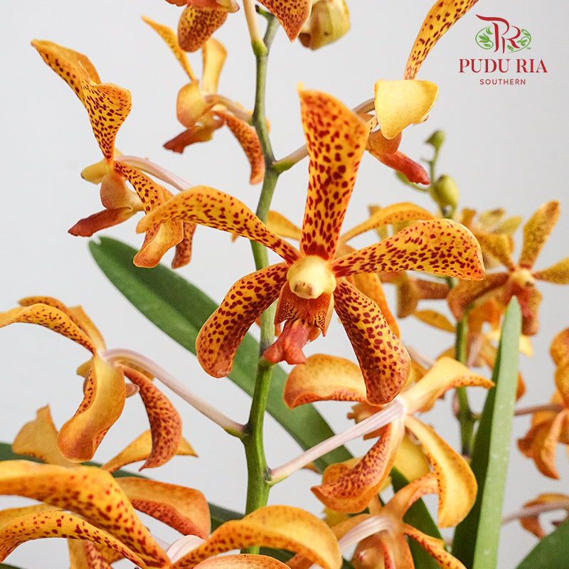 Mokara Orchid Pot - Orange With Spot