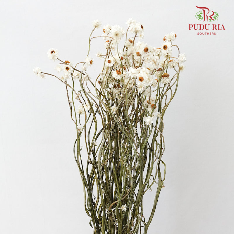 Dry Silver Chrysanthemum Big