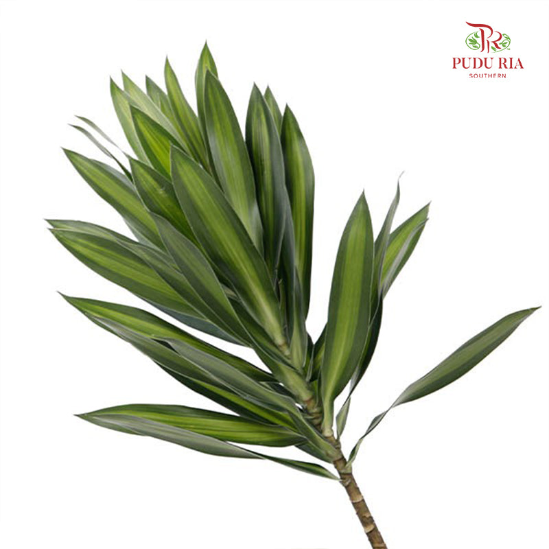 Song of Jamaica 百合竹 - (5 Stems)