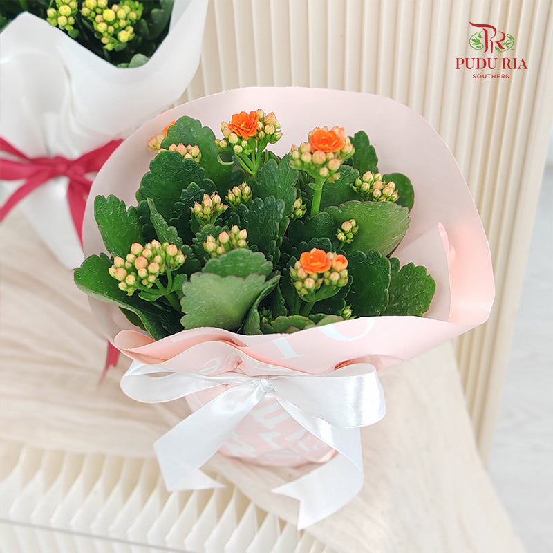 Special Gift Kalanchoe Plant Arrangement (Random Colour)