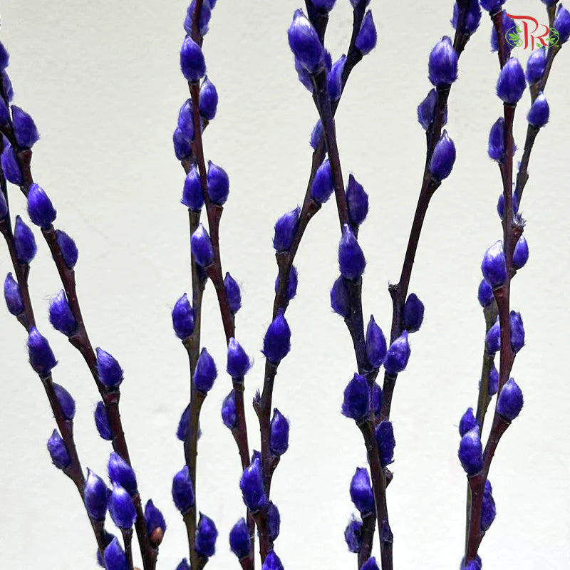 银柳 Pussy Willow Purple (3Ft) - (10 Stems)